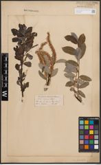 Foto von Salix denticulata Andersson